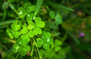 Good luck isn’t the only thing clover can bring